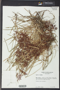 Cyperus rotundus image