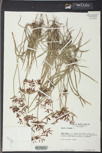 Cyperus rotundus image