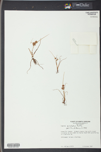 Cyperus squarrosus image