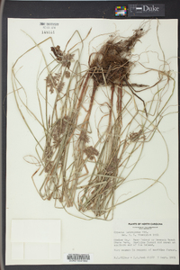 Cyperus tetragonus image