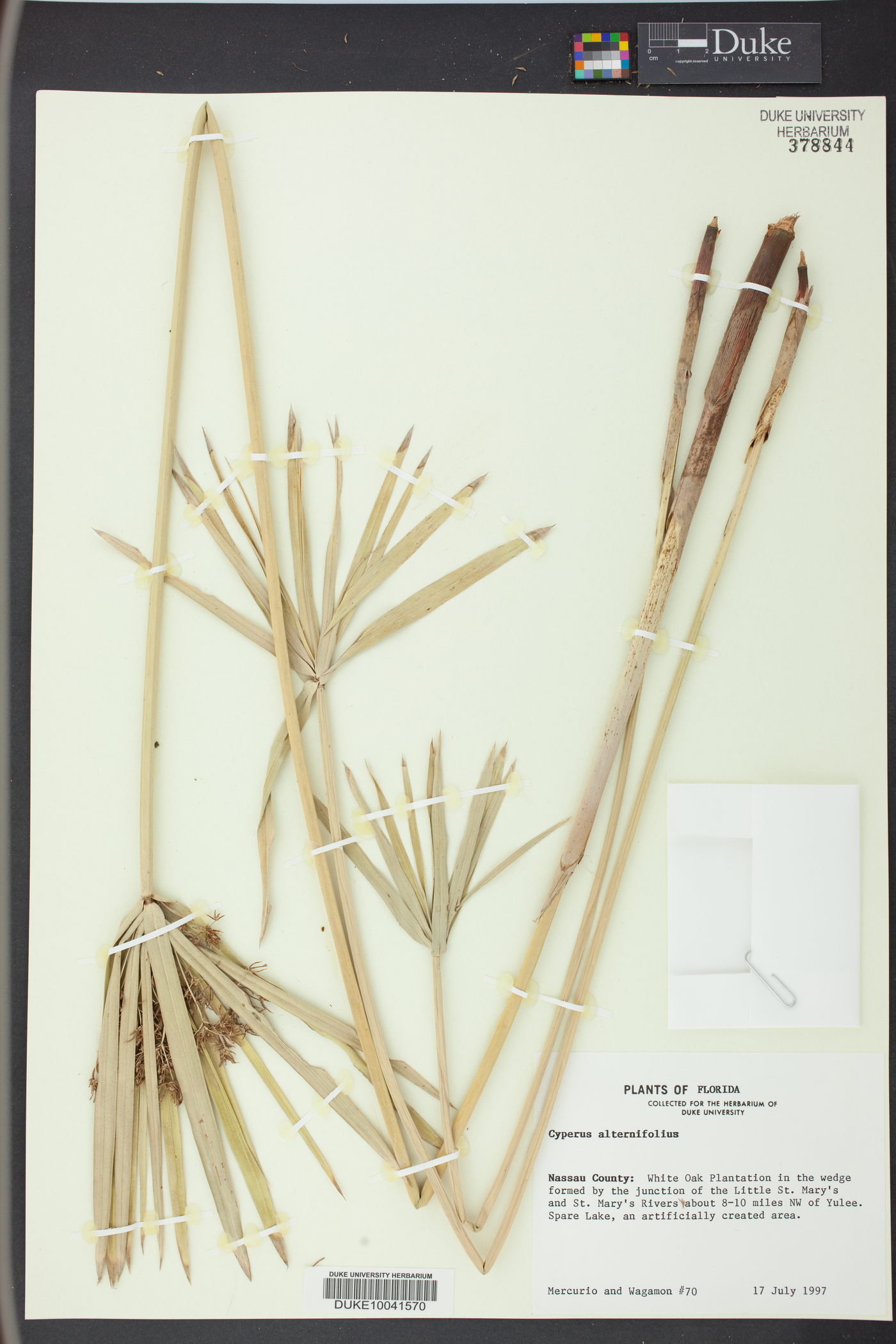 Cyperus alternifolius image