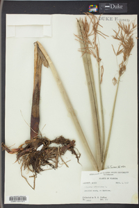 Cyperus articulatus image