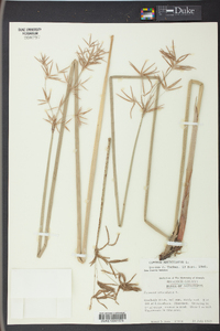 Cyperus articulatus image