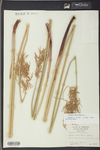 Cyperus articulatus image