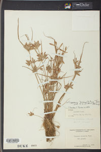 Cyperus bipartitus image