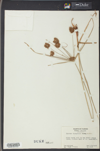 Cyperus blodgettii image