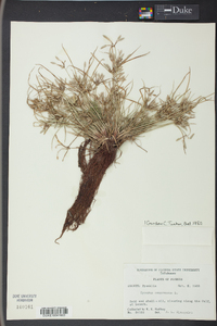 Cyperus compressus image