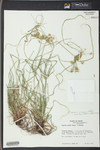 Cyperus compressus image