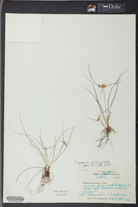 Cyperus croceus image