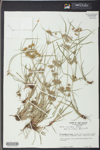 Cyperus croceus image