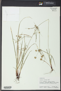 Cyperus croceus image