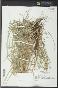 Cyperus croceus image