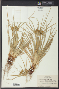 Cyperus croceus image