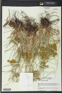 Cyperus croceus image