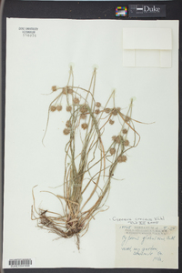 Cyperus croceus image