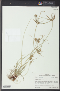 Cyperus croceus image