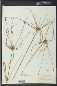 Cyperus dipsaciformis image