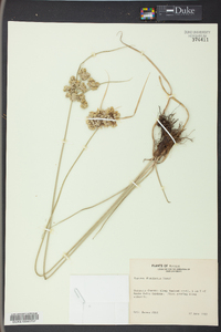 Cyperus distinctus image