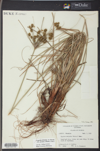 Cyperus echinatus image