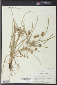 Cyperus echinatus image