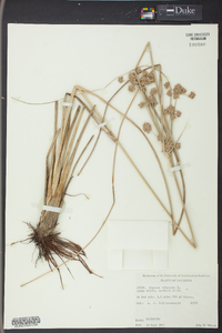 Cyperus elegans image