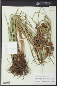 Cyperus entrerianus image