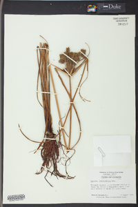 Cyperus erythrorhizos image