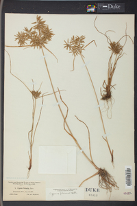 Cyperus filicinus image