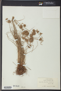 Cyperus filiculmis image