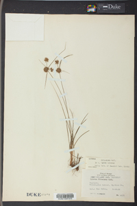 Cyperus filiculmis image