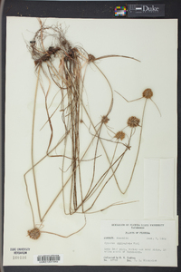 Cyperus filiculmis image