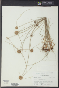 Cyperus filiculmis image