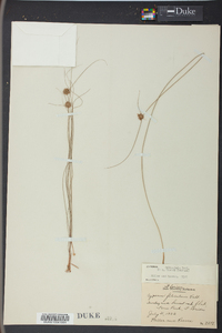 Cyperus filiculmis image