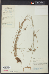 Cyperus filiculmis image