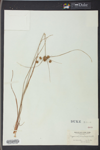 Cyperus filiculmis image