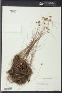 Cyperus filiculmis image