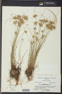 Cyperus flavescens image