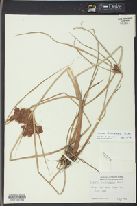 Cyperus flavicomus image