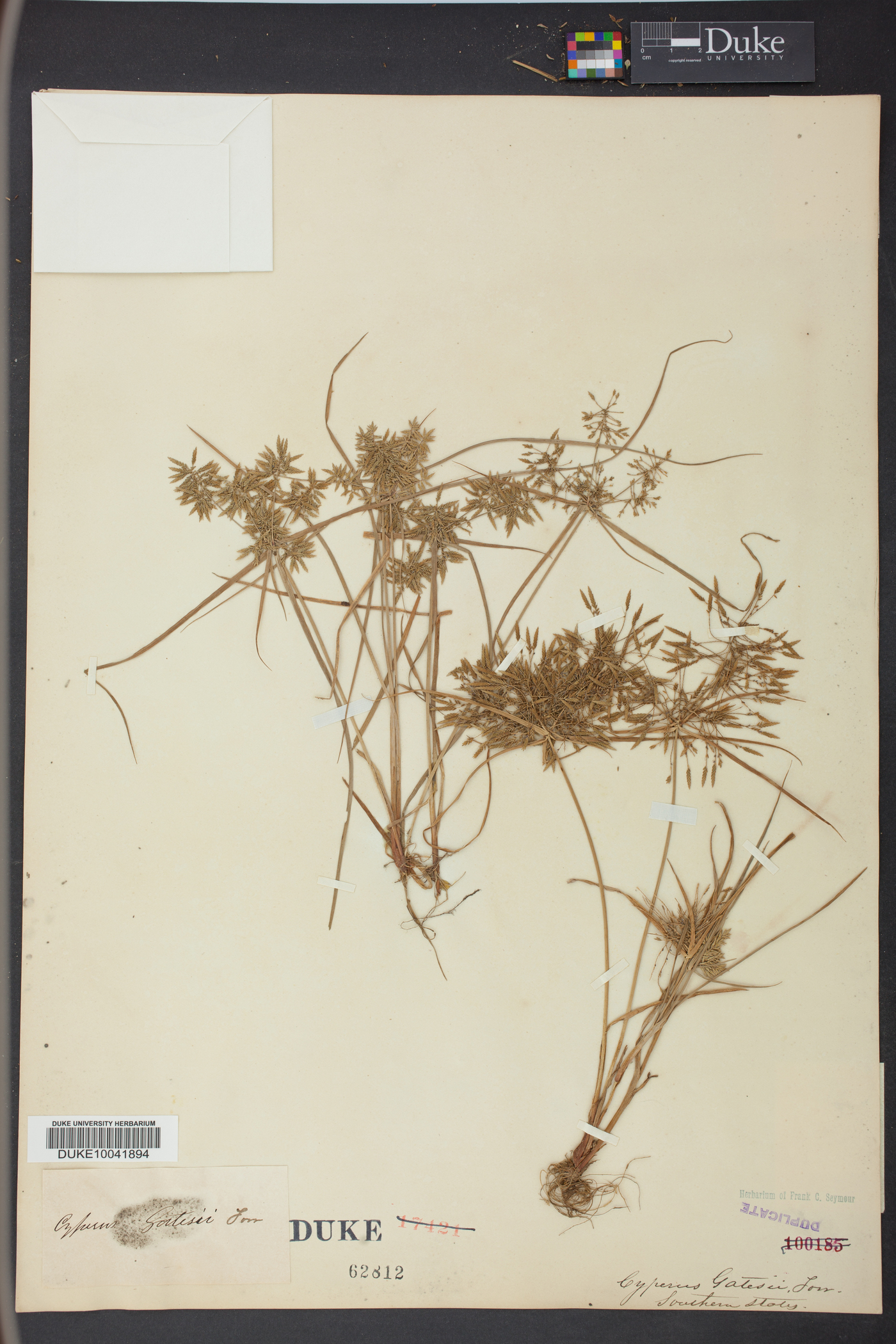 Cyperus polystachyos subsp. polystachyos image