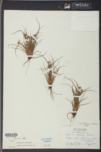 Cyperus granitophilus image