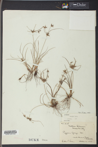 Cyperus grayi image