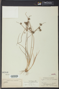 Cyperus grayi image