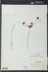 Cyperus grayi image