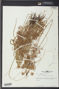 Cyperus haspan image