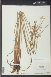 Cyperus haspan image