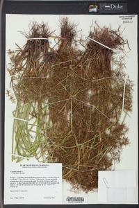 Cyperus haspan image