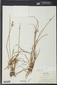 Cyperus haspan image