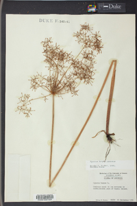 Cyperus haspan image