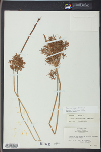 Cyperus haspan image