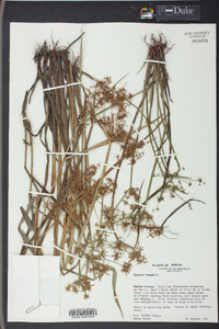 Cyperus haspan image